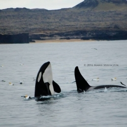 At least 150 orcas