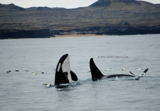 At least 150 orcas