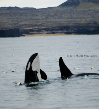 At least 150 orcas