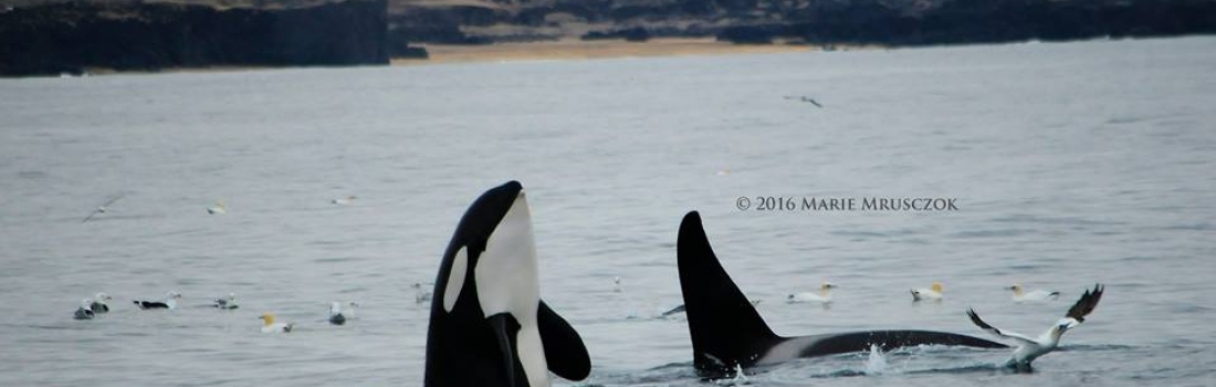 At least 150 orcas