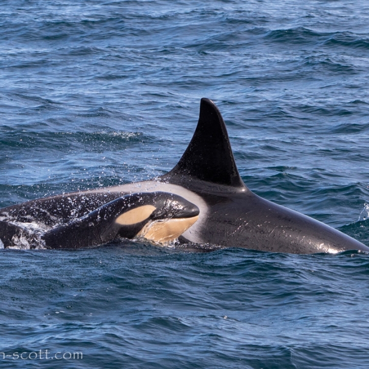 120521-tiny-orca-baby