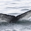 120718 humpback whale ID