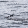 120718 humpback whale