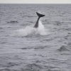 1208 dolphin tail Olafsvik