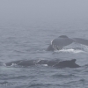 120818 2 humpbacks in the fog