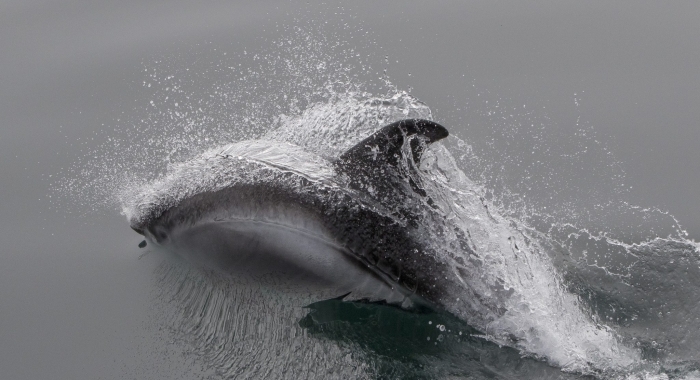 120818 awesome whitebeak dolphins patterns