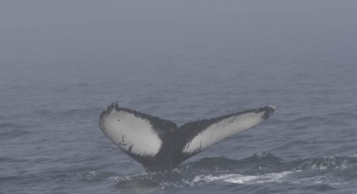120818 humpback tail ID in mist