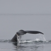 120818 humpback tail_