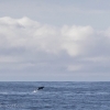 120918 whitebeaked dolphin leap