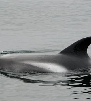 White-beaked dolphins zigzaging underneath the bow