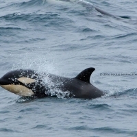 Both humpback whales and orcas!