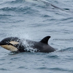 Both humpback whales and orcas!