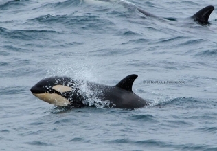 Both humpback whales and orcas!