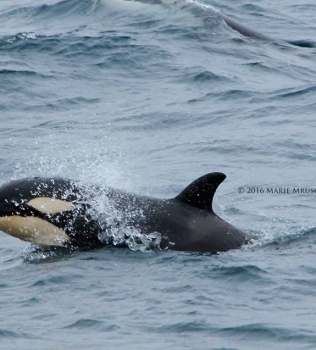 Both humpback whales and orcas!