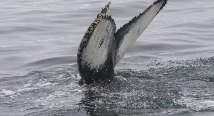 130718 humpback whale tail