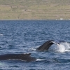 130818 2 humpback whales