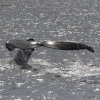 130818 humpback tail in sunshine