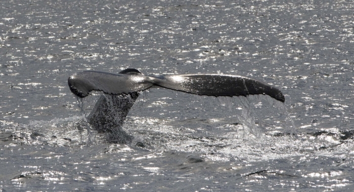 130818 humpback tail in sunshine
