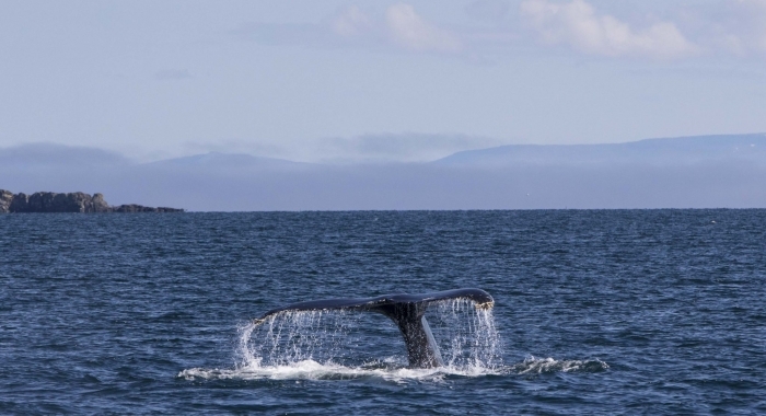 130818 humpback tail