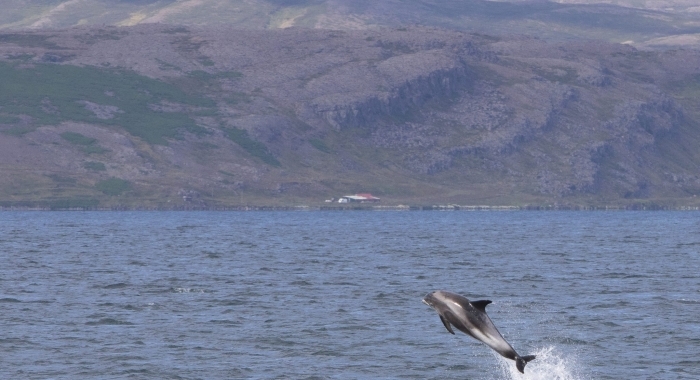 130818 whitebeak dolphin leaping