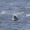 130818 whitebeak dolphin