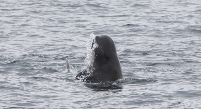 130918 pilot whale spitting water