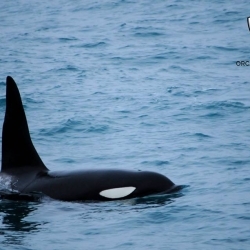 Yes, we can….find you orcas!!