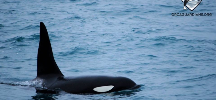 Yes, we can….find you orcas!!