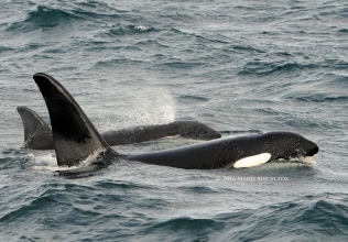 6 humpback whales and 10 killer whales today!