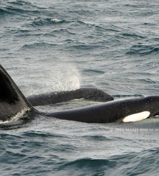 6 humpback whales and 10 killer whales today!