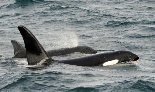 6 humpback whales and 10 killer whales today!