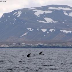 We spotted at least 30 (!) sperm whales