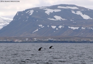 We spotted at least 30 (!) sperm whales