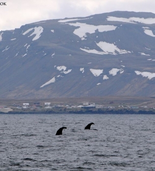 We spotted at least 30 (!) sperm whales