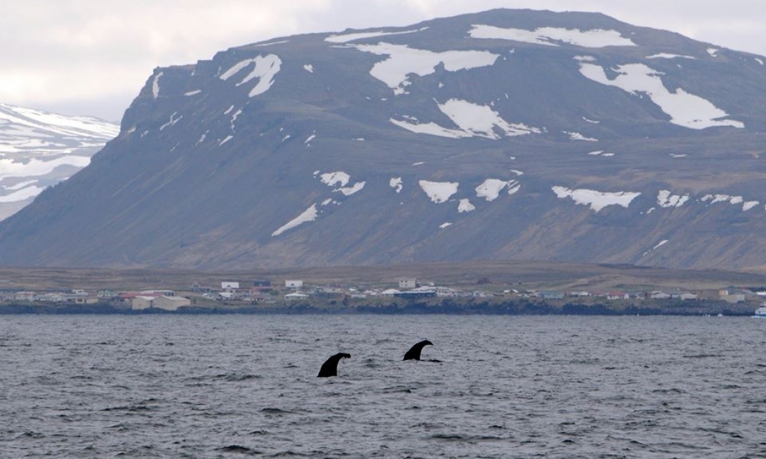 We spotted at least 30 (!) sperm whales