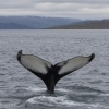 140718 big humpback fluke