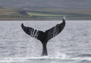 Five species day in Snæfellsnes and active humpbacks in Hólmavík
