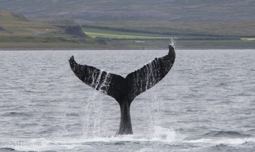 Five species day in Snæfellsnes and active humpbacks in Hólmavík