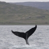140718 humpback lob tail