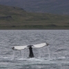 140718 humpback lobtail