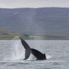 140718 humpback tail breach