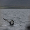 140718 humpback with passengers
