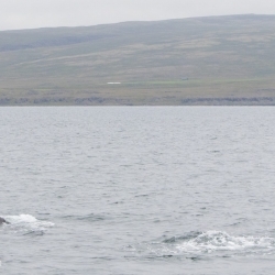 Lots of whales out in Steingrímsfjörður at the moment!