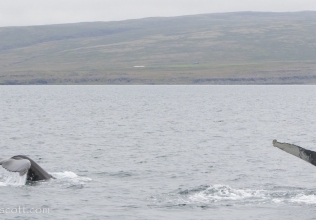 Lots of whales out in Steingrímsfjörður at the moment!