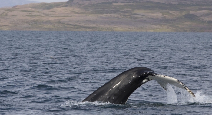 140818 humpback tail
