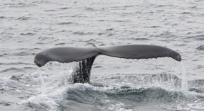 140818 humpback whale tail
