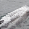 140818 whitebeaked dolphin