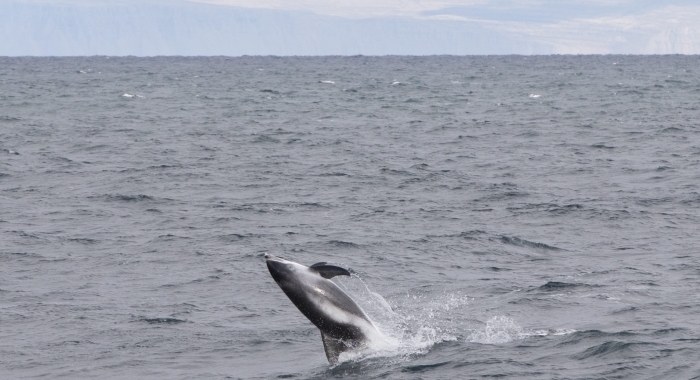 140918 jumping whitebeaked dolphin