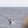 140918 leaping whitebeaked dolphin