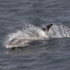 140918 whitebeaked dolphin